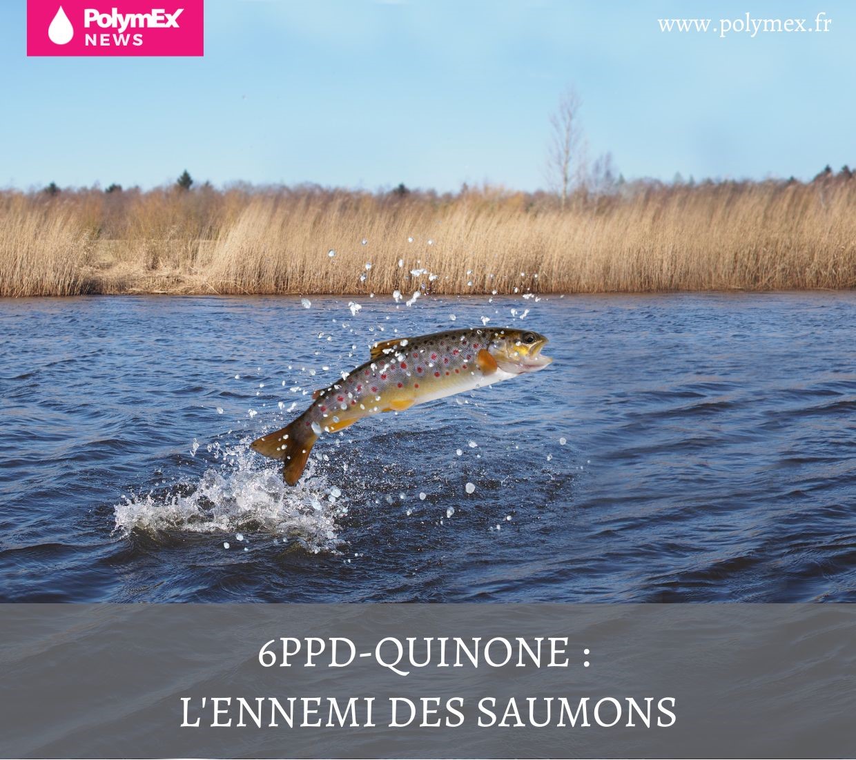 6PPD-Quinone : l’ennemi des saumons